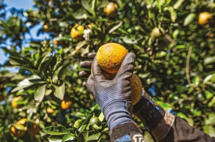 Safras de milho, soja e açúcar podem beneficiar setor de logística em 2023